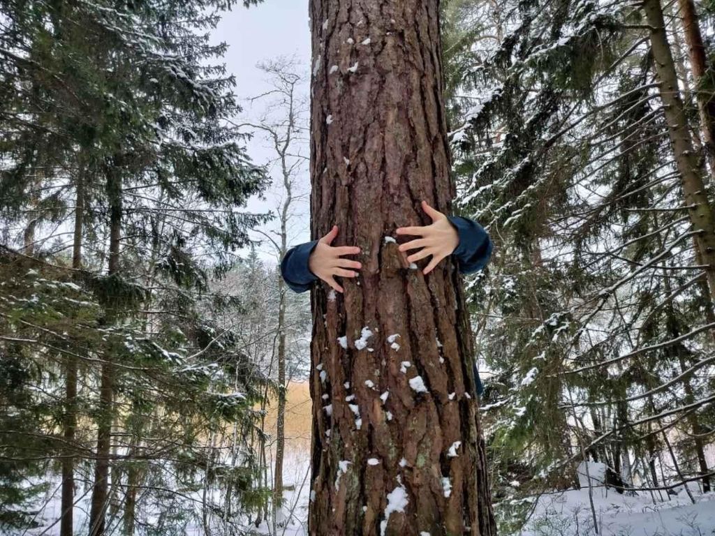 Helsinki: Erholsames Walderlebnis auf der Insel Seurasaari