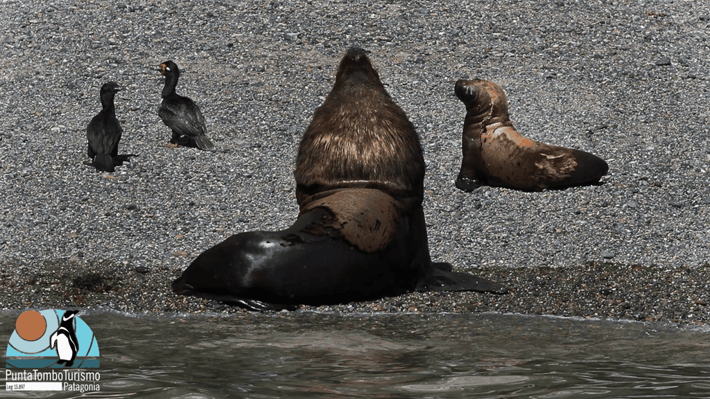 Puerto Madryn: Punta Loma & Städtetour für Kreuzfahrtpassagiere