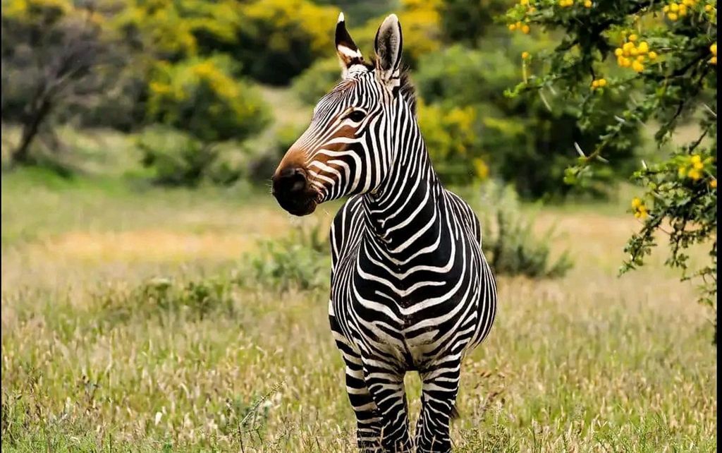 Tagestour zum Addo-Elefanten-Nationalpark: Port Elizabeth