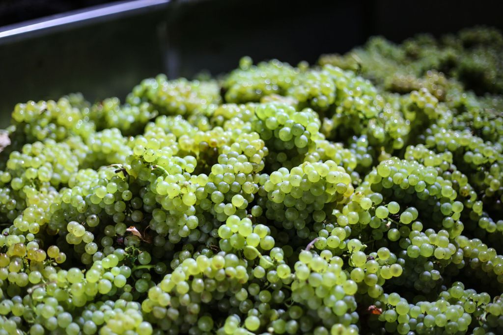 Kreta: Oliven, Wein und Raki auf einer kulinarischen Reise voller Aromen