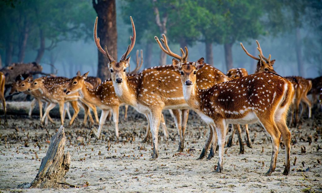 Kolkata: Private Tour und Safari durch den Mangrovenwald von Sundarban