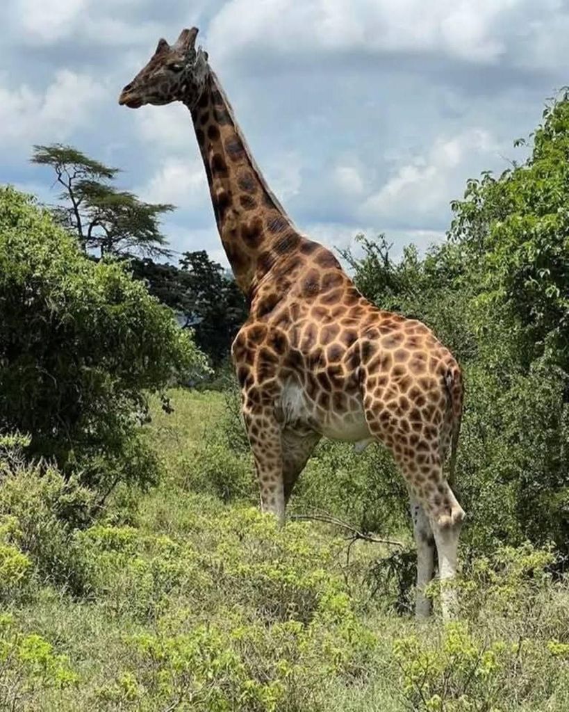 Nairobi: Nationalpark, Elefanten & Giraffenzentrum