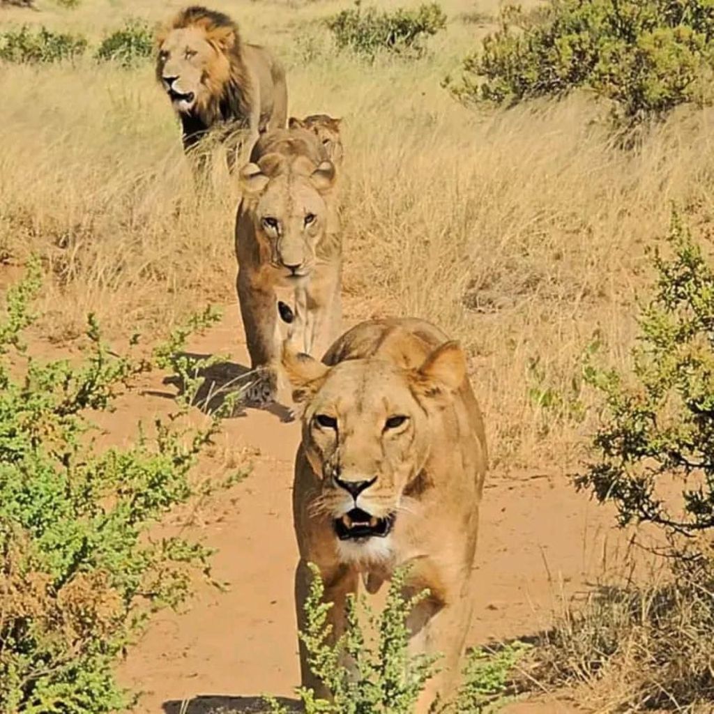 4-tägige Budget-Safari in die Masai Mara und zum Lake-Nakuru-Park