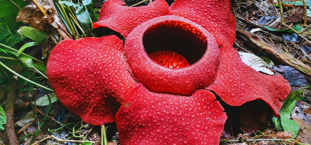 Von Kuala Lumpur: Rafflesia-Blumenwanderung in den Lojing Highlands