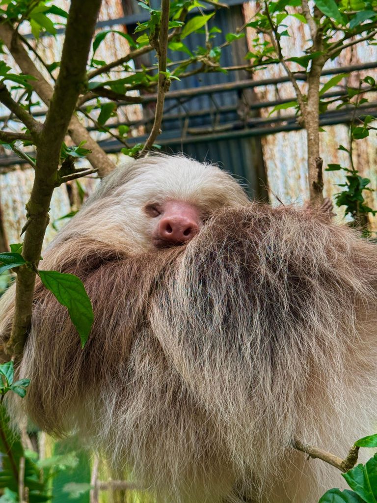 Monteverde: Hängebrücken und Faultiere im Selvatura Park