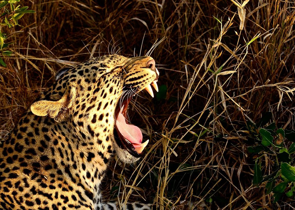 Von Richards Bay aus: Tagestour zum Hluhluwe Imfolozi Wildreservat