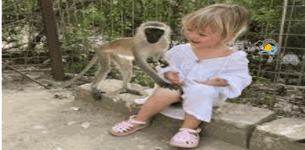 Sansibar: Nungwi Kilosa Zoo Conservation Tour