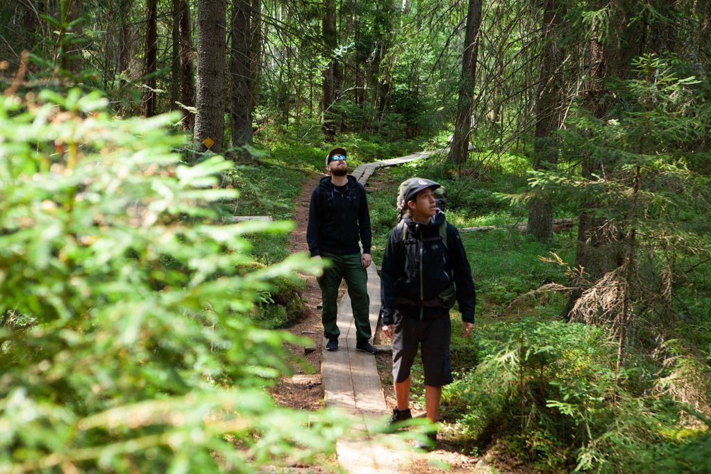 Von Helsinki aus: Magische Taiga-Wanderung im Liesjärvi-Nationalpark