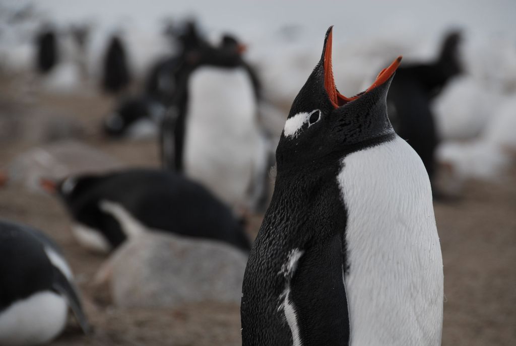 Ushuaia: Mit dem Katamaran zur Pinguininsel segeln