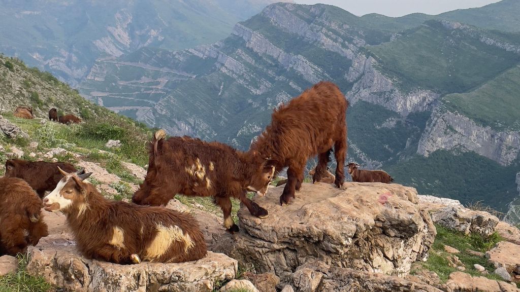 Podgorica-Hochland: Ziegenfarm, Seeblick & lokale Küche