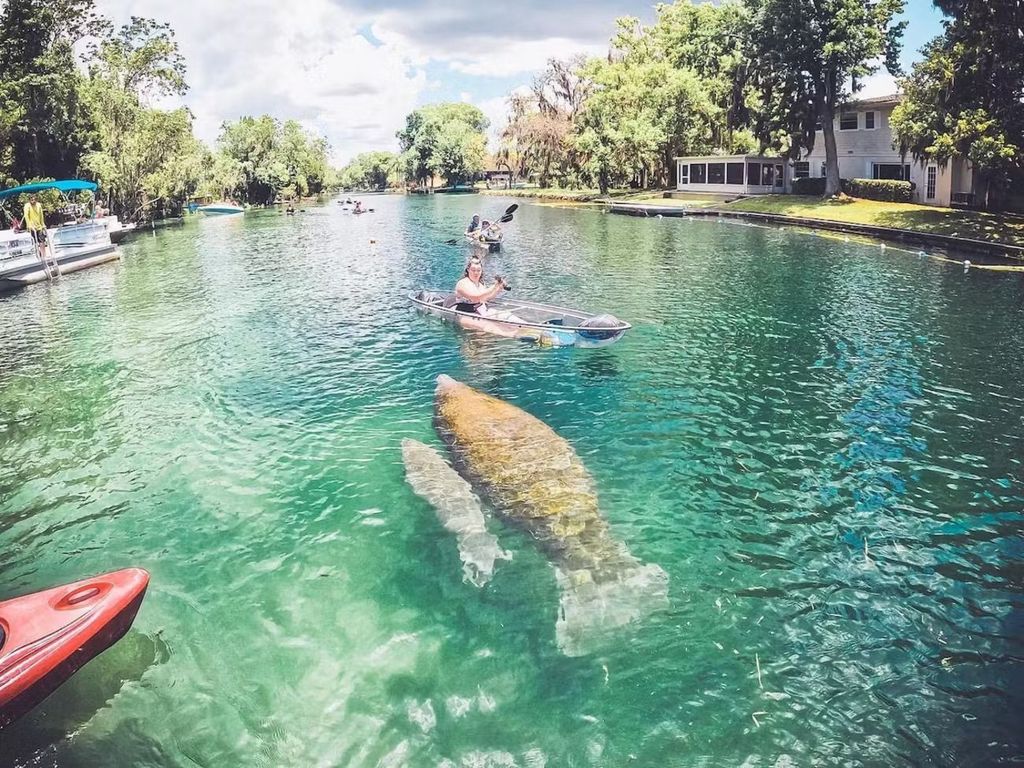 Crystal River: Öko-Tour durch die Three Sisters Springs mit dem durchsichtigen Kajak