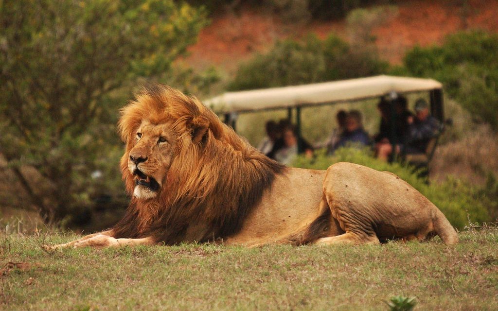Ganztägiger Addo Park & Schotia Wildreservat (offener Geländewagen)