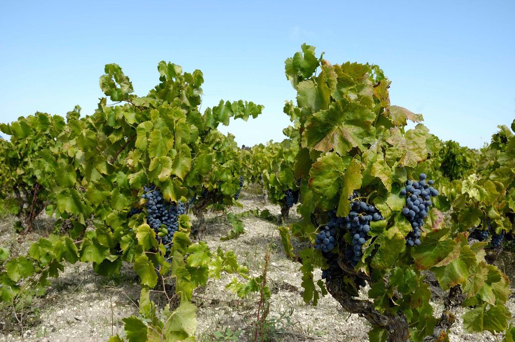 Verkostung im Weinkeller