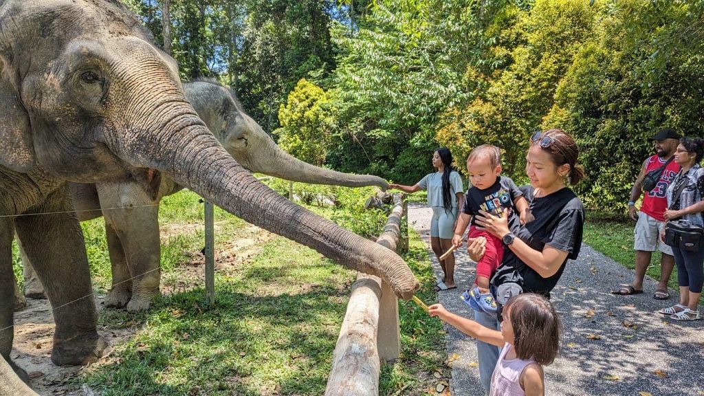 Kuala Lumpur: Batu-Höhlen & Kuala Gandah Elephant Sanctuary