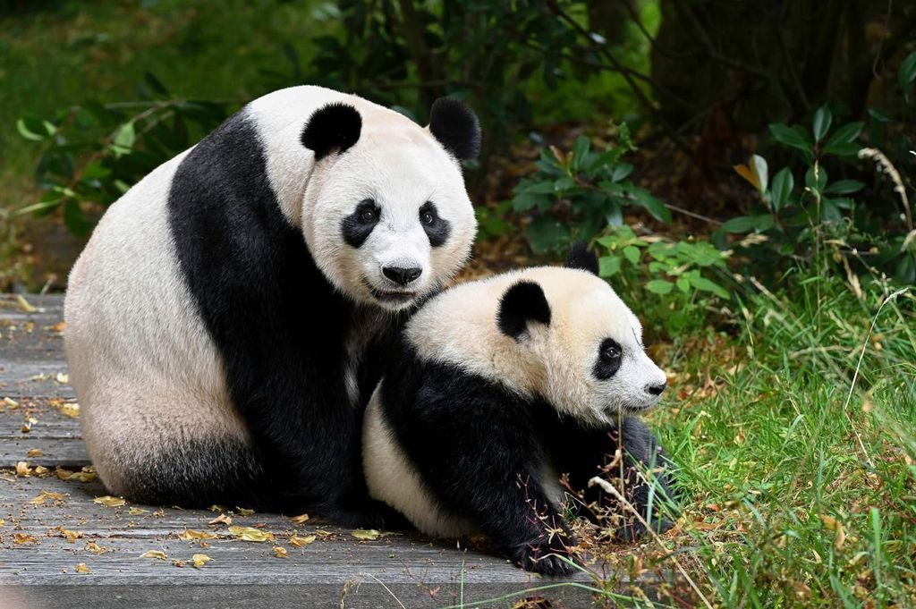 Rhenen: Ouwehands Zoo Eintrittskarte