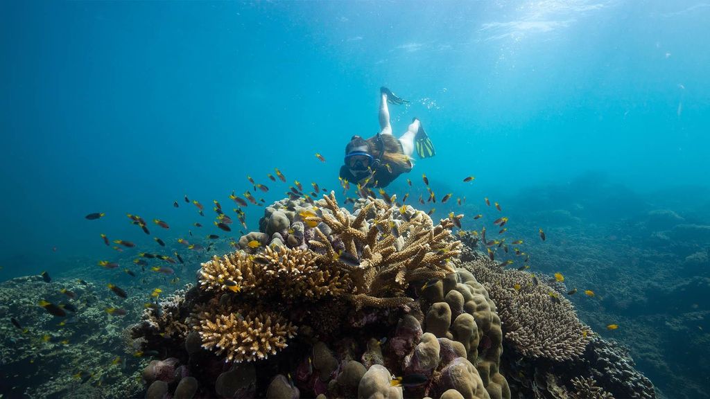 Von Cairns: Frankland Island – All-Inclusive-Tagestour