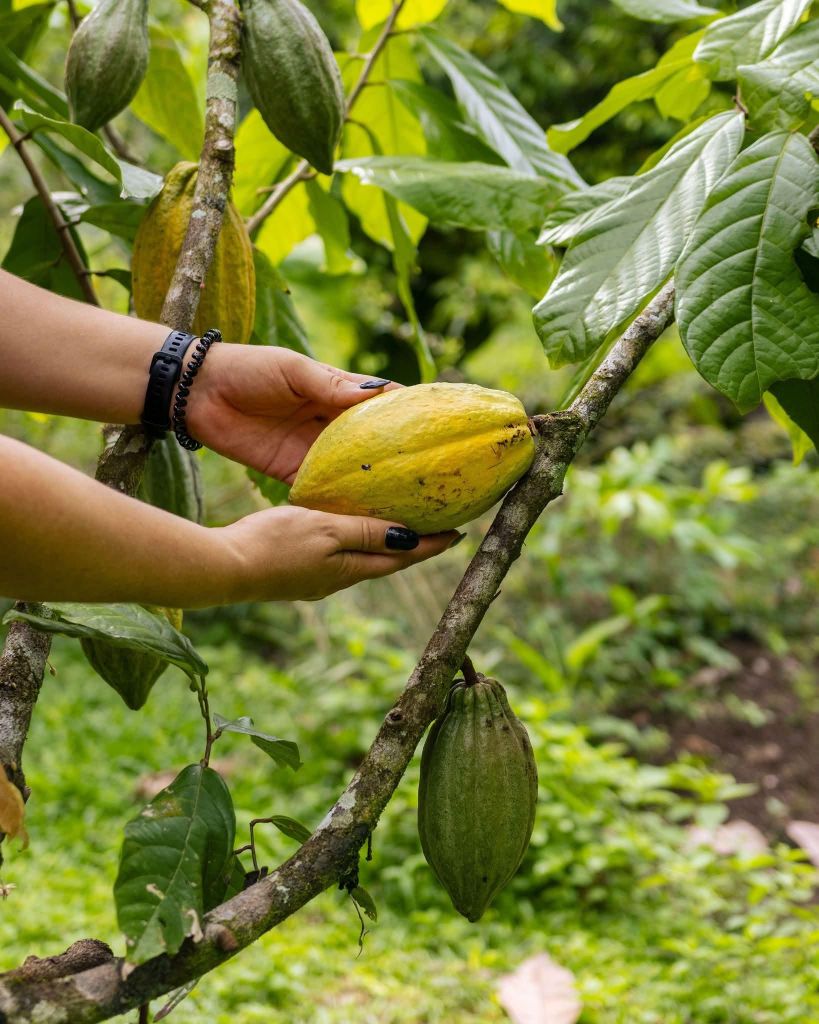 La Fortuna: Kaffee-, Honig- & Schokoladentour