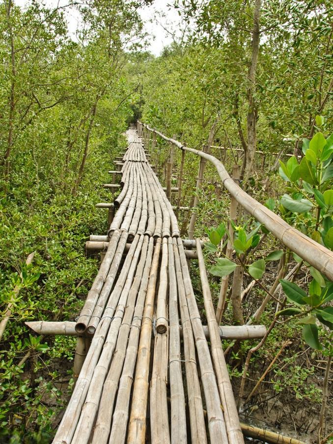 Mangrove Forest Walkway