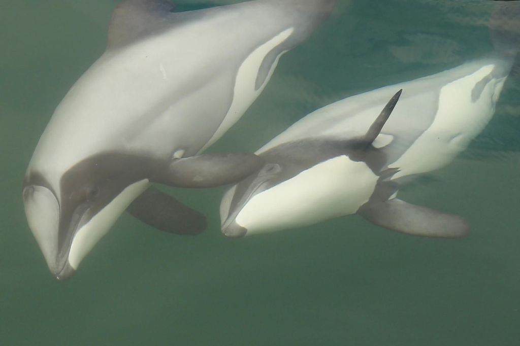 Motuara Island Sanctuary: Tour zur Beobachtung von Wildtieren und Delfinen