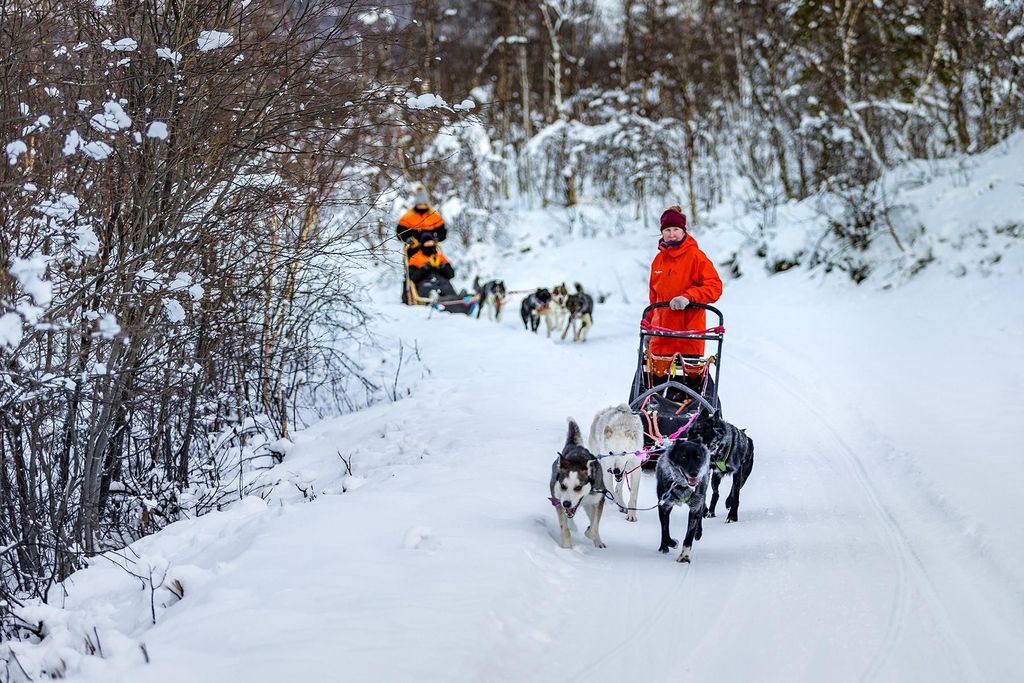 Von Tromsø aus: Hundeschlittenabenteuer im Tamokdalen