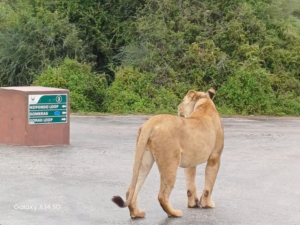 : Addo Elephant National Park Safari Halbtags