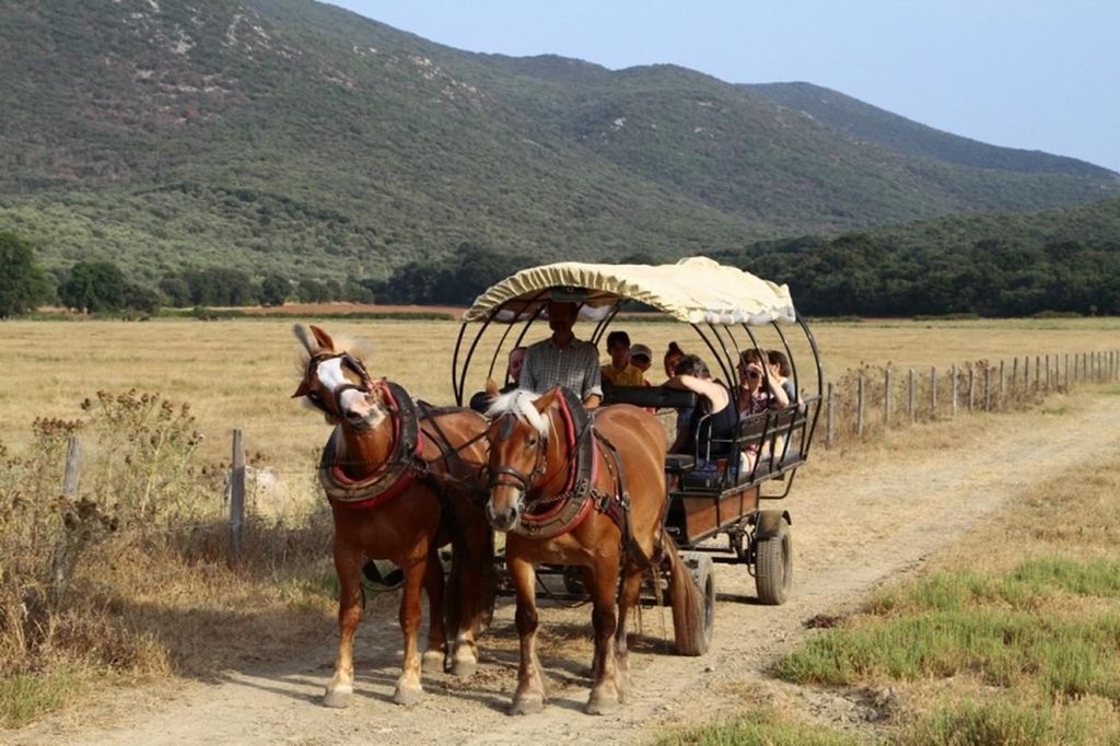 Mit der Kutsche durch den Parco della Maremma mit Strand von Collelungo und Verkostung