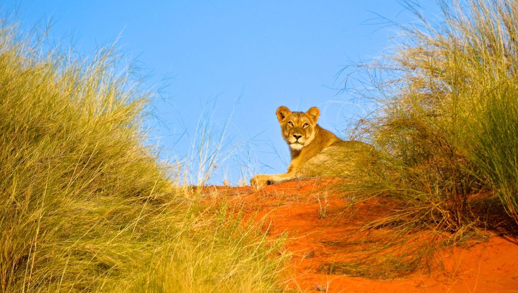 Durban: Hluhluwe Imfolozi Safari & iSimangaliso Tour
