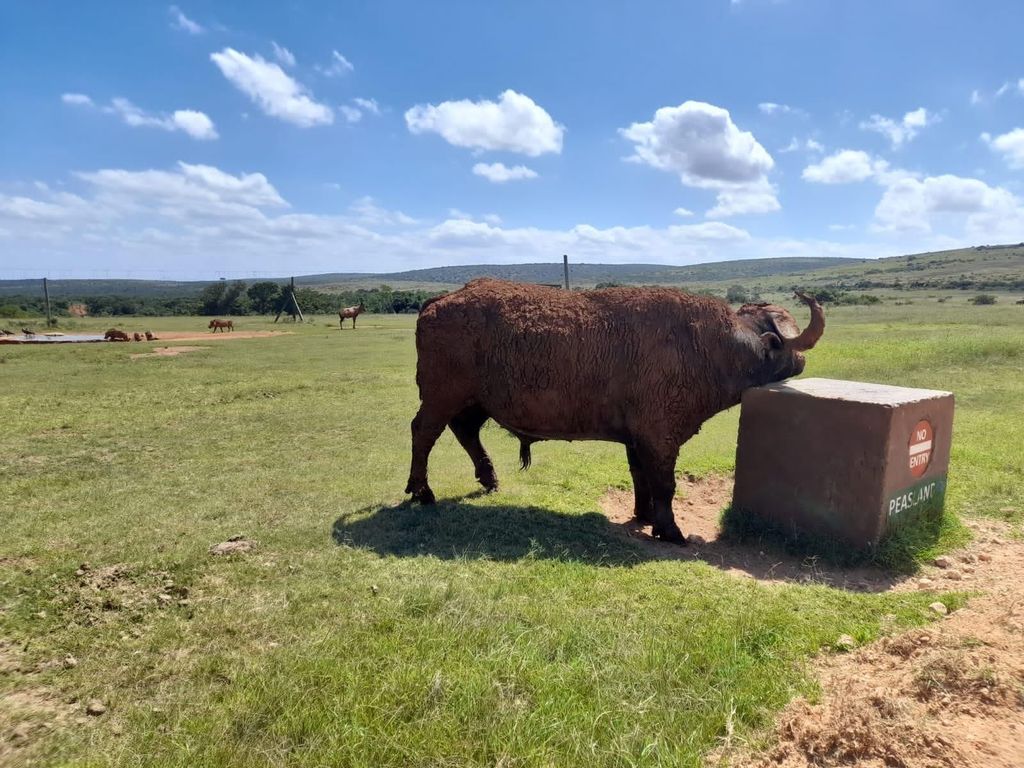 Port Elizabeth: Addo Elephant Park Landausflug & Safari