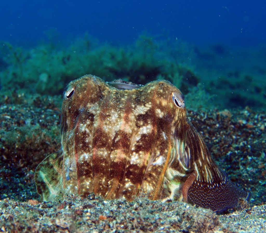 Lanzarote: Tauche am Playa Chica | Fotos inklusive