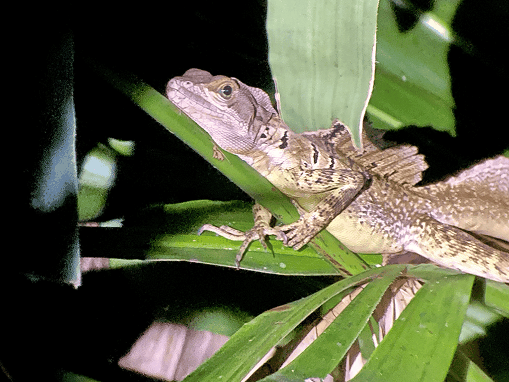 Manuel Antonio: Nachttour durch den Dschungel