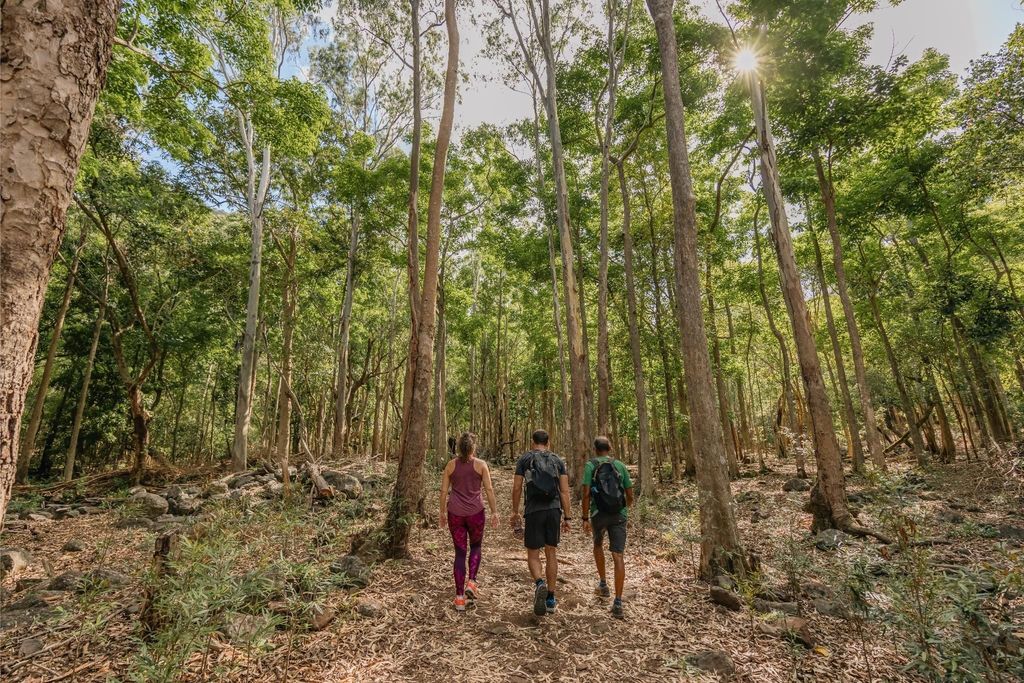 Mauritius: Black River Gorges National Park 3-Stunden-Wanderung