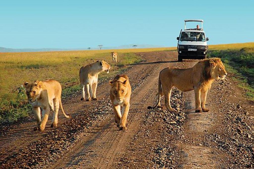 TAGESTOUR ZUM TSAVO OSTPARK VON MOMBASA/DIANI/MALINDI