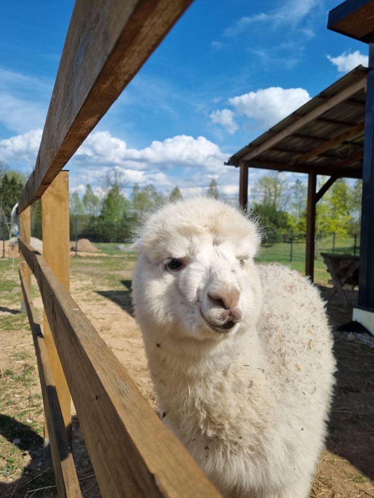 Alpaka-Farm & Trakai Städtetour