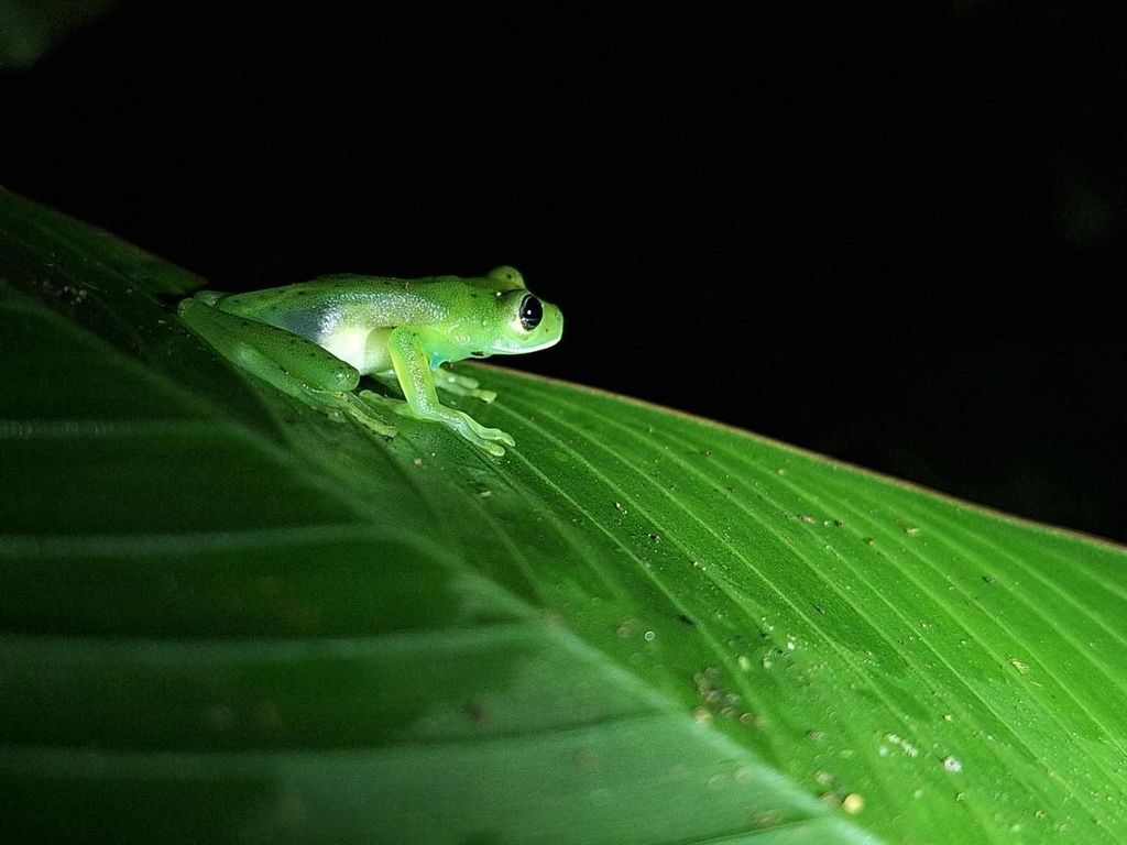 Monteverde: Greenwoods Nebelwald-Nachtwanderung