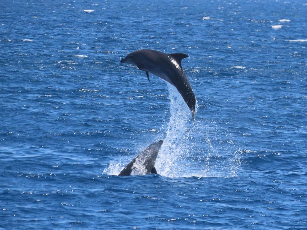 Kos: 3-Inseln-Kreuzfahrt mit Mittagessen und Hoteltransfer