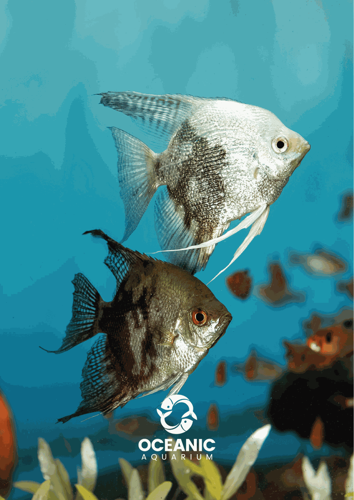 Balneário Camboriú: Eintrittskarte für das ozeanische Aquarium