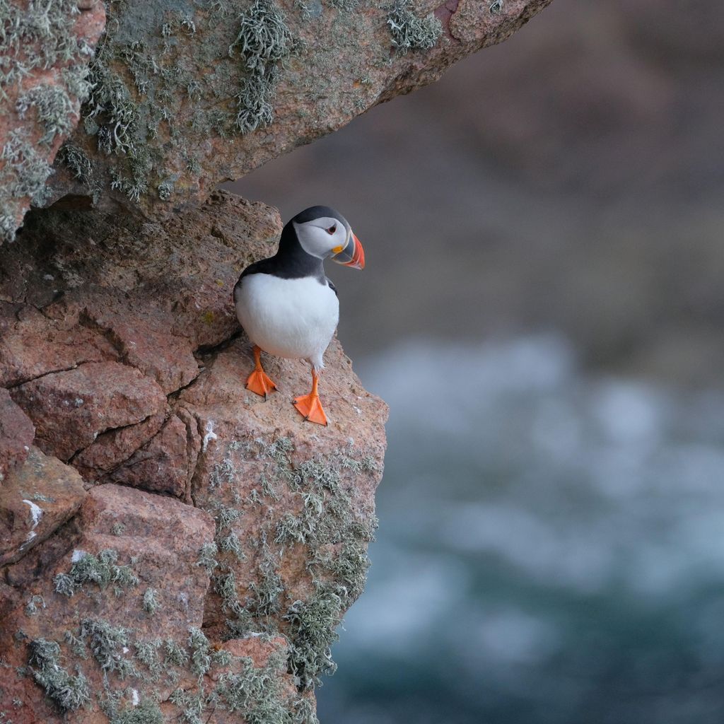 Aberdeen: Bullers of Buchan Papageientaucher-Beobachtungstour