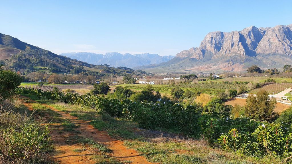 Stellenbosch: Geführte Weinbergswanderung und Weinverkostung
