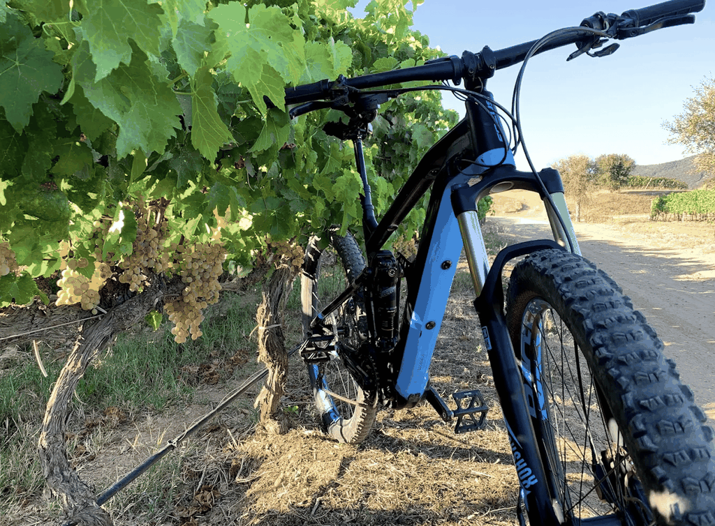 Maremma: E-Bike-Tour durch Weinberge und Weingüter