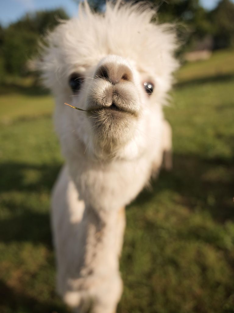 Vilnius-Trakai: Private Tour zu einer Alpaka-Farm
