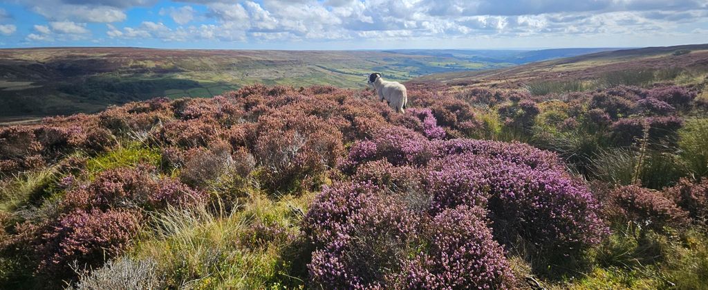 Ab York: North York Moors, Dampfeisenbahn & Whitby Tagestour