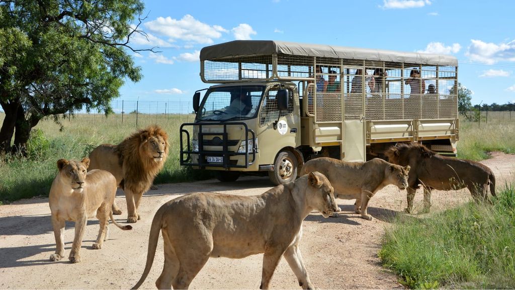 Von Johannesburg aus: Lion & Safari Park Halbtagestour