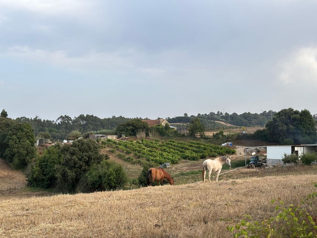 Óbidos-Abenteuer: Rundgänge jenseits der Burgmauern