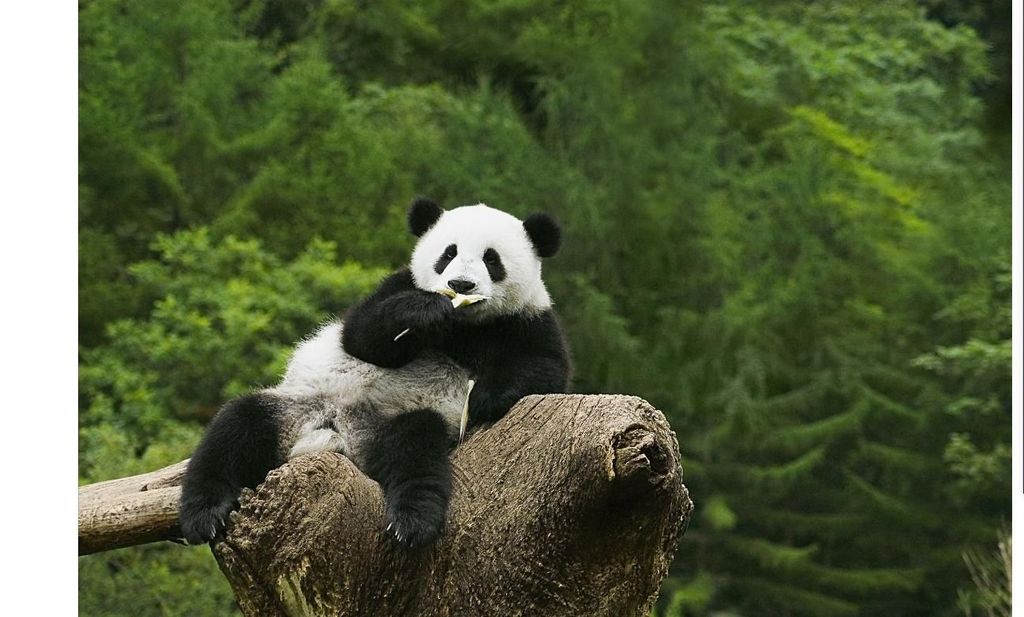 Private Halbtagestour zur Chengdu Panda Base