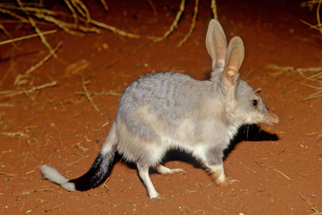 Ab Perth: Wildtiertour unter den Sternen mit Abendessen