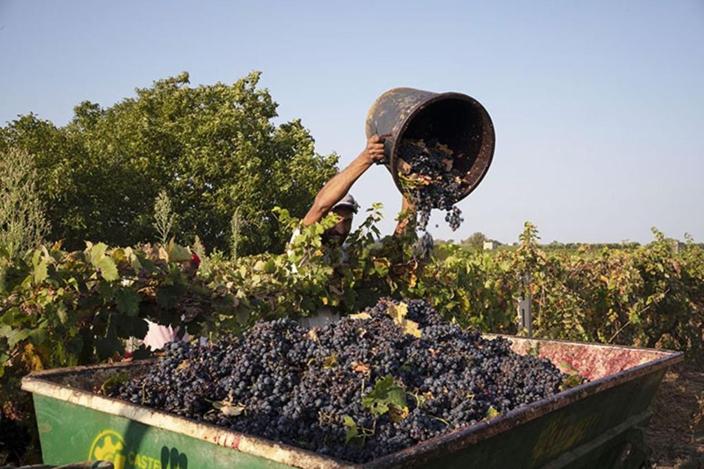 Martina Franca: Wein & lokale Spezialitäten probieren
