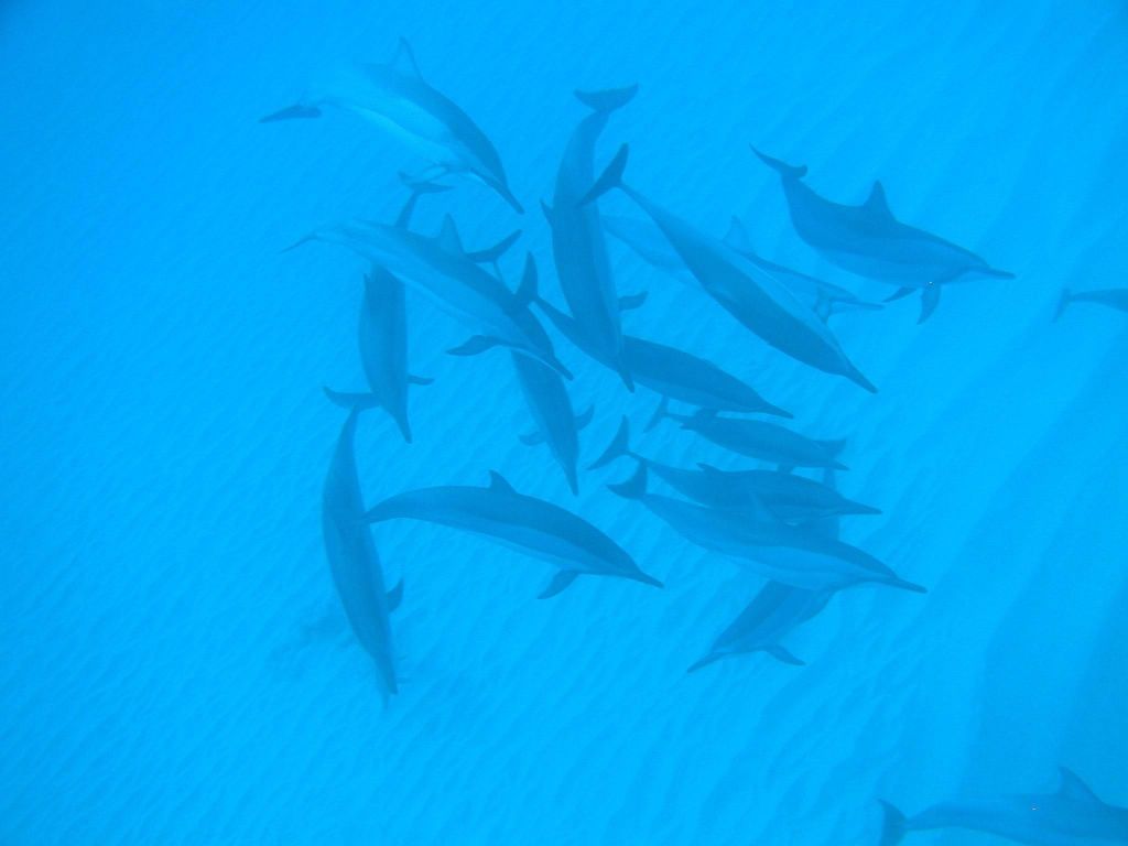 Black River Schwimmen mit Delphinen Speedboat Tour