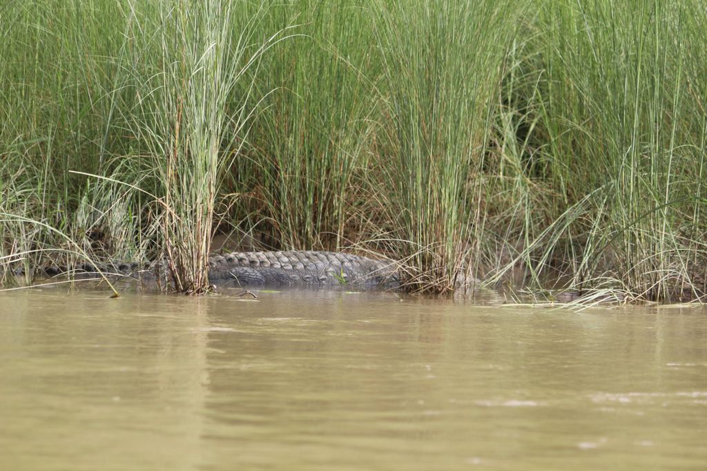Kathmandu: 4-tägige Tour zum Chitwan-Nationalpark & nach Lumbini