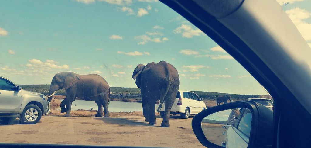 Addo-Elefanten-Nationalpark: Halbtages-Safari