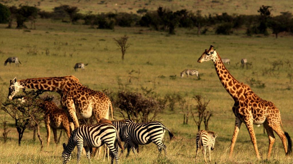 Ab Durban: 5-tägige Zululand Tour